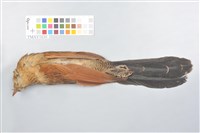 藏品(番鵑)的圖片